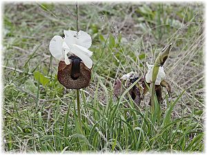 Iris iberica ssp elegantissima