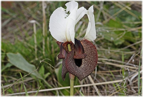 Iris iberica ssp elegantissima