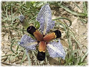 Iris paradoxa