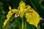 Iris pseudacorus