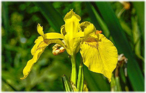 Iris pseudacorus