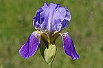 Iris sibirica