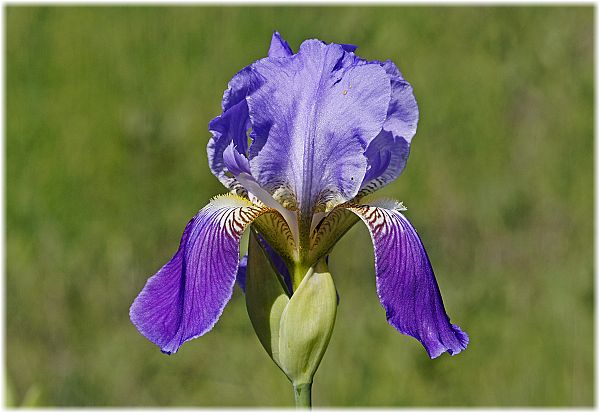 Iris sibirica