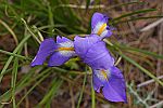 Iris unguicularis