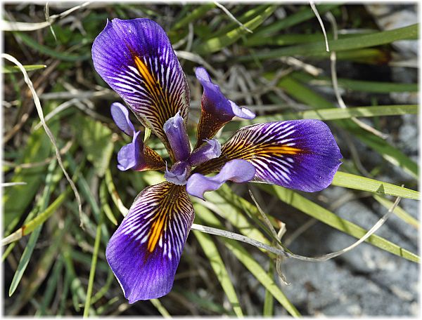 Iris unguicularis ssp cretica