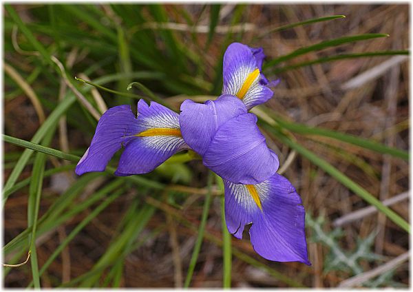 Iris unguicularis