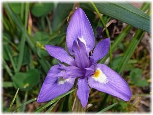 Moraea sisyrinchium