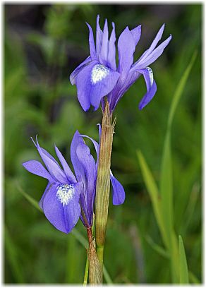 Moraea sisyrinchium