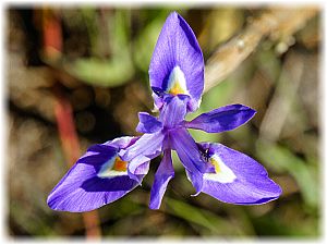 Moraea sisyrinchium