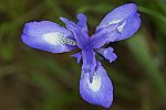 Moraea sisyrinchium