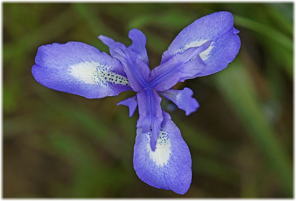 Moraea sisyrinchium