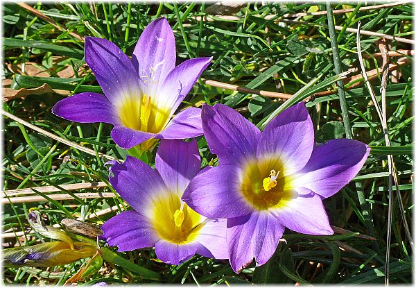 Romulea bulbocodium