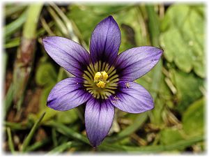 Romulea ramiflora