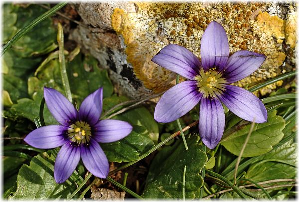 Romulea ramiflora