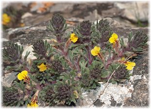 Ajuga bombycina