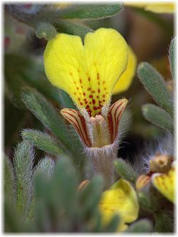 Ajuga bombycina