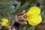 Ajuga bombycina