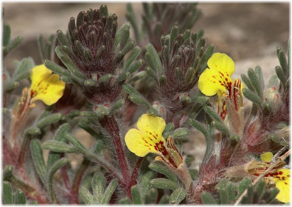 Ajuga bombycina