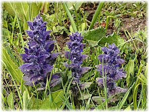 Ajuga orientalis