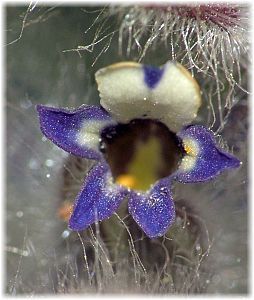 Ajuga orientalis