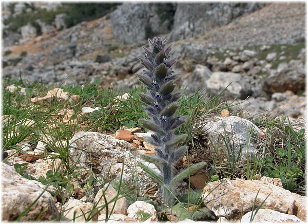 Ajuga orientalis