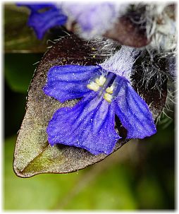 Ajuga reptans