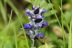 Ajuga reptans