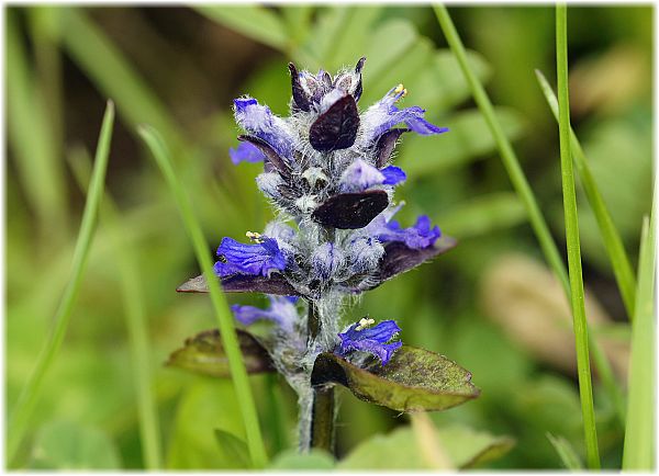 Ajuga reptans