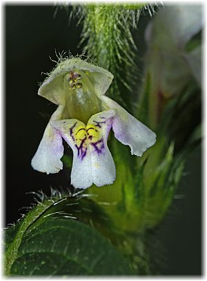 Galeopsis segetum