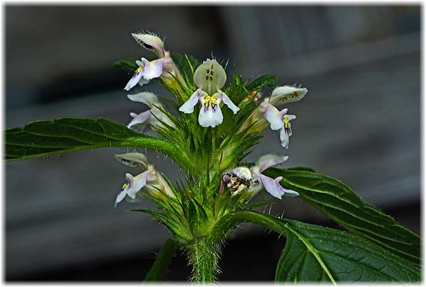 Galeopsis segetum