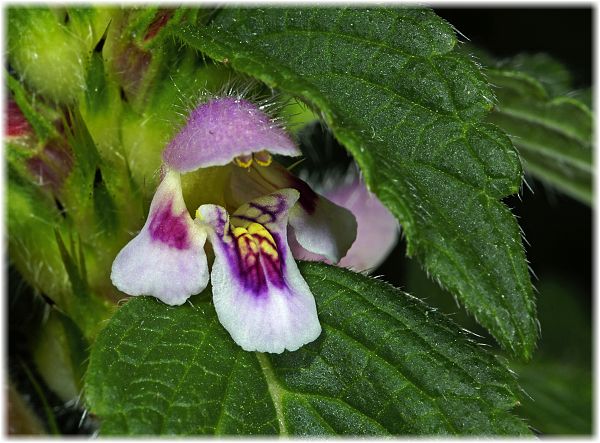 Galeopsis tetrahit