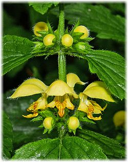 Lamium argentatum