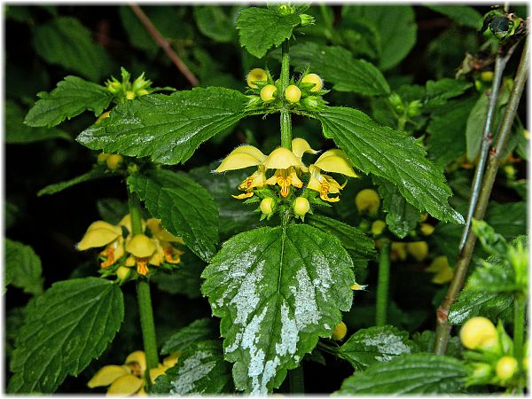 Lamium argentatum