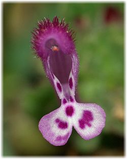 Lamium eriocephalum ssp glandulosidens