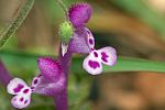 Lamium eriocephalum ssp glandulosidens