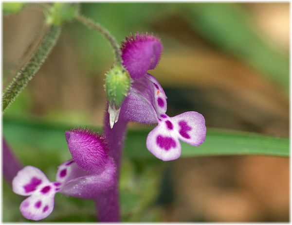 Lamium eriocephalum ssp glandulosidens