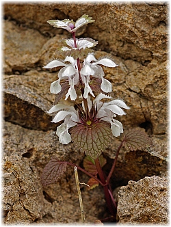 Lamium galactophyllum