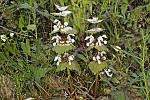 Lamium galactophyllum
