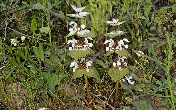 Lamium galactophyllum