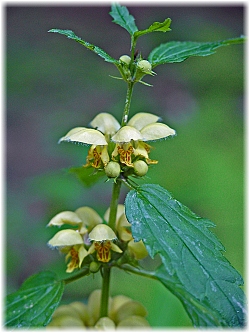 Lamium montanum