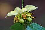 Lamium montanum