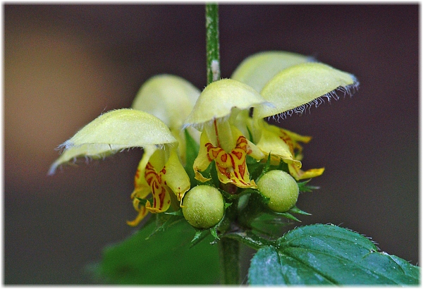 Lamium montanum