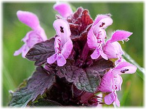 Lamium purpureum