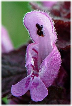 Lamium purpureum