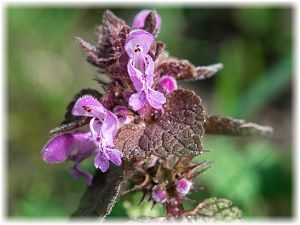 Lamium purpureum