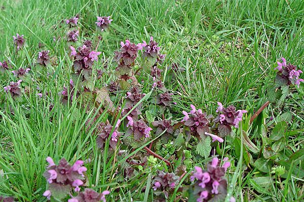 Lamium purpureum