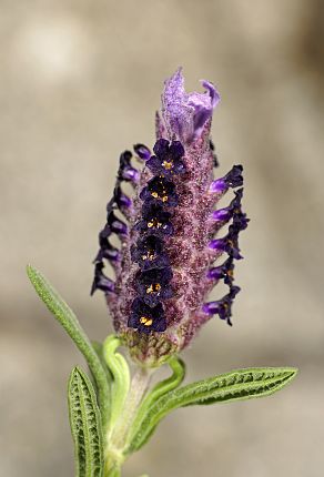 Lavandula stoechas