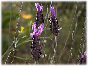 Lavandula stoechas