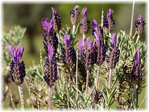 Lavandula stoechas