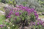 Lavandula stoechas